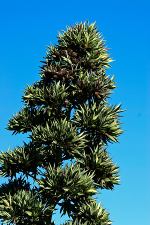 agave bloom