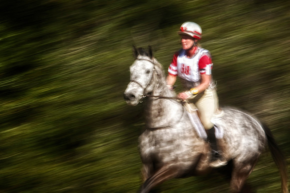 gray horse blurry close up
