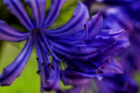 agapanthus close-up