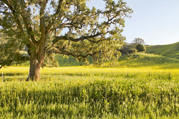 oak with mustard near fence se