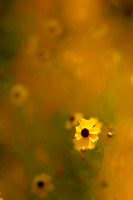 small yellow flower se copy.jpg