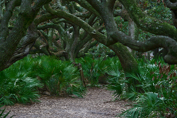 scrub oaks
