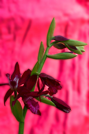 purple orchid