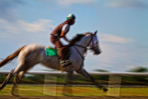 grey race horse se