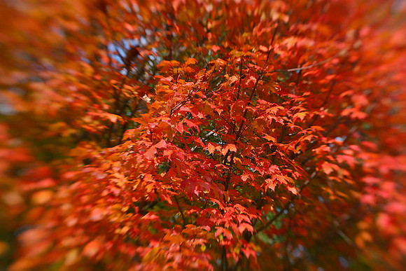 orange leaves se