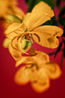 cassia with pink background 2