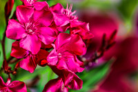 oleander se