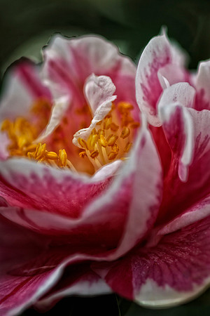 red and white camelia