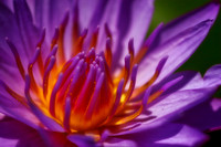 purple water lily