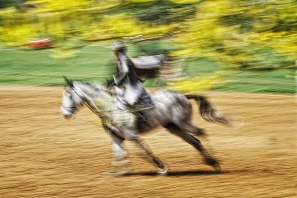 grey horse with yelow background