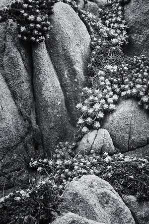 succulents on rocks b and w