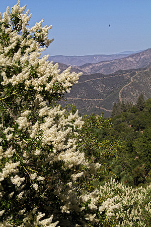 white shrub