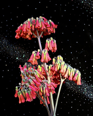 kalanchoe