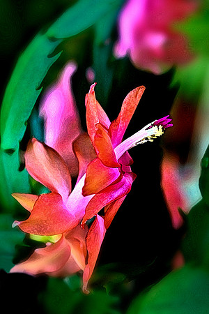 peach x-mas cactis se