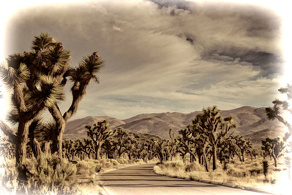 joshua tree road se