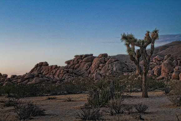 joshua tree sunset