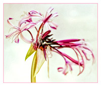 crinum lily with stroke