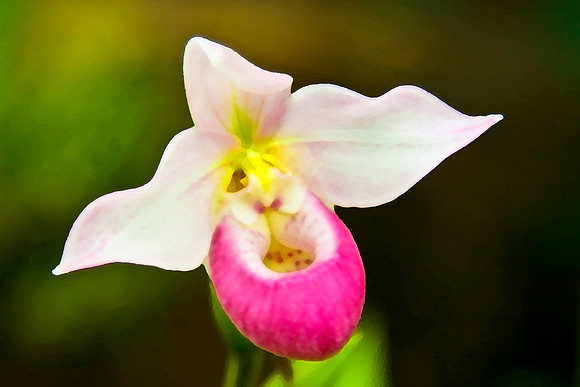 white orchid se