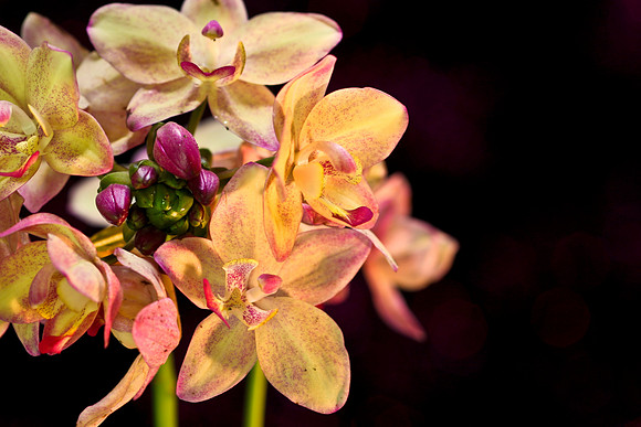 orchid with dark background se