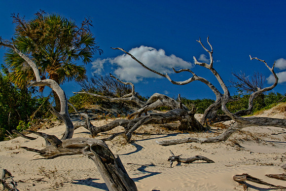 dead trees