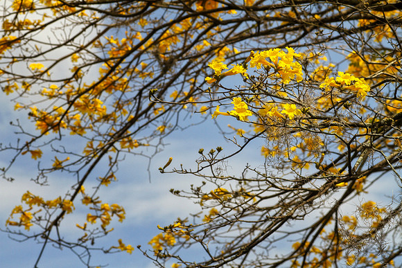 yellow tropical tree