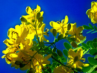 cassia se