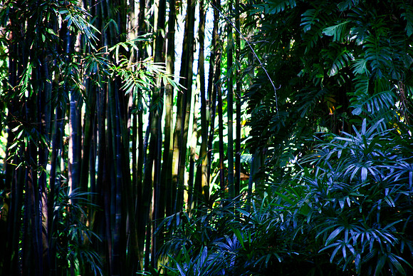 bamboo forest