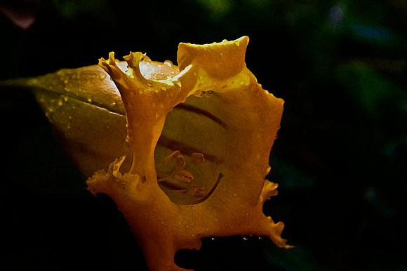 yellow trumpet flower se