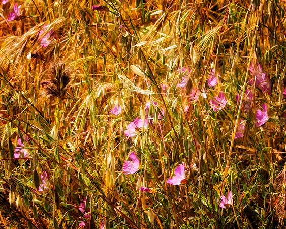 pink wildflowers se