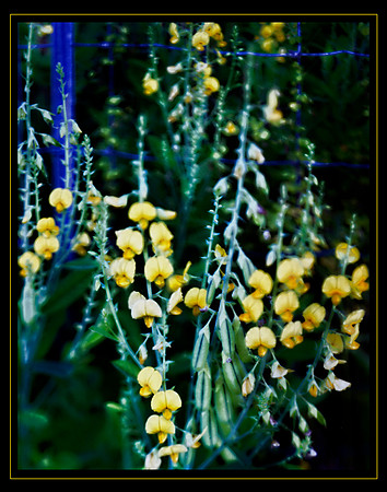 yellow wildflowers