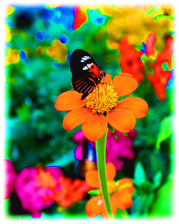 orange flower with butterfly