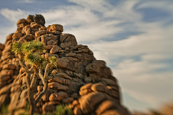 joshua tree and big rocks 2