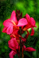 pink canna se.jpg