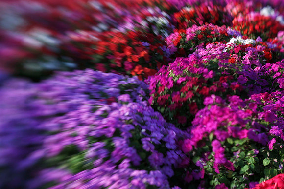 impatiens in greenhouse