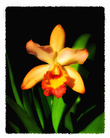 yellow orchid painting