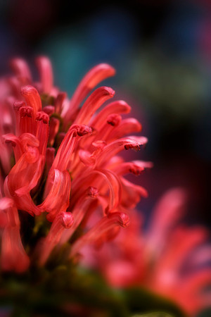 pink shrimp se