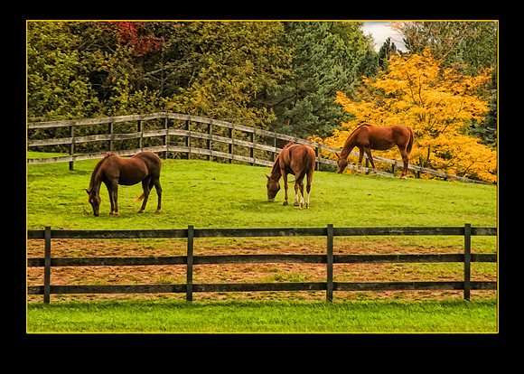 tree with horses cropped