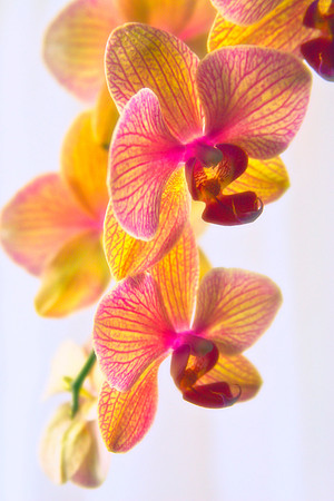 orchid 1