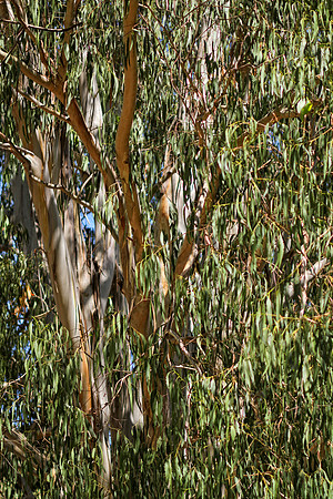 eucalypus tree