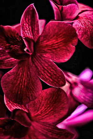 orchid with black background se
