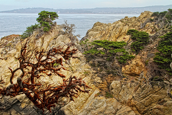 tree with orange moss