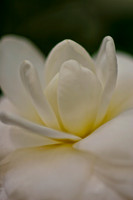 white camelia