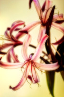 crinum close -up