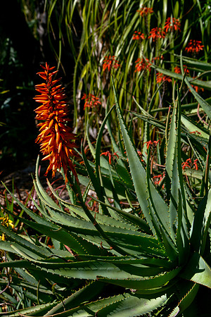 orange aloe