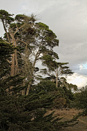 douglas preserve trees