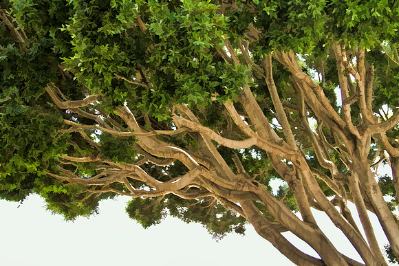 downtown tree se