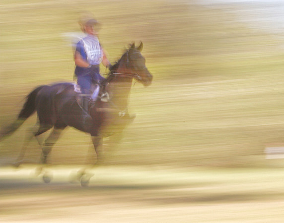 black horse running