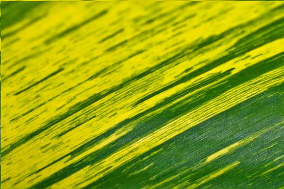 variegated ginger close up