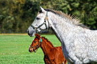 gray mare with baby se