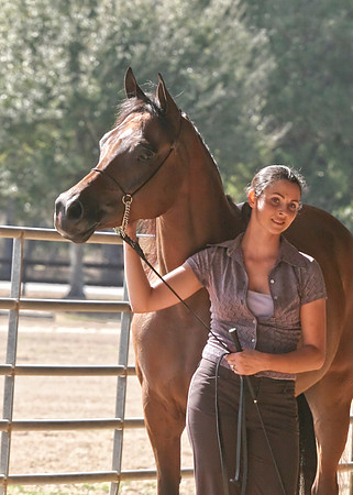 horse photography
